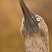 Blue-footed Booby
